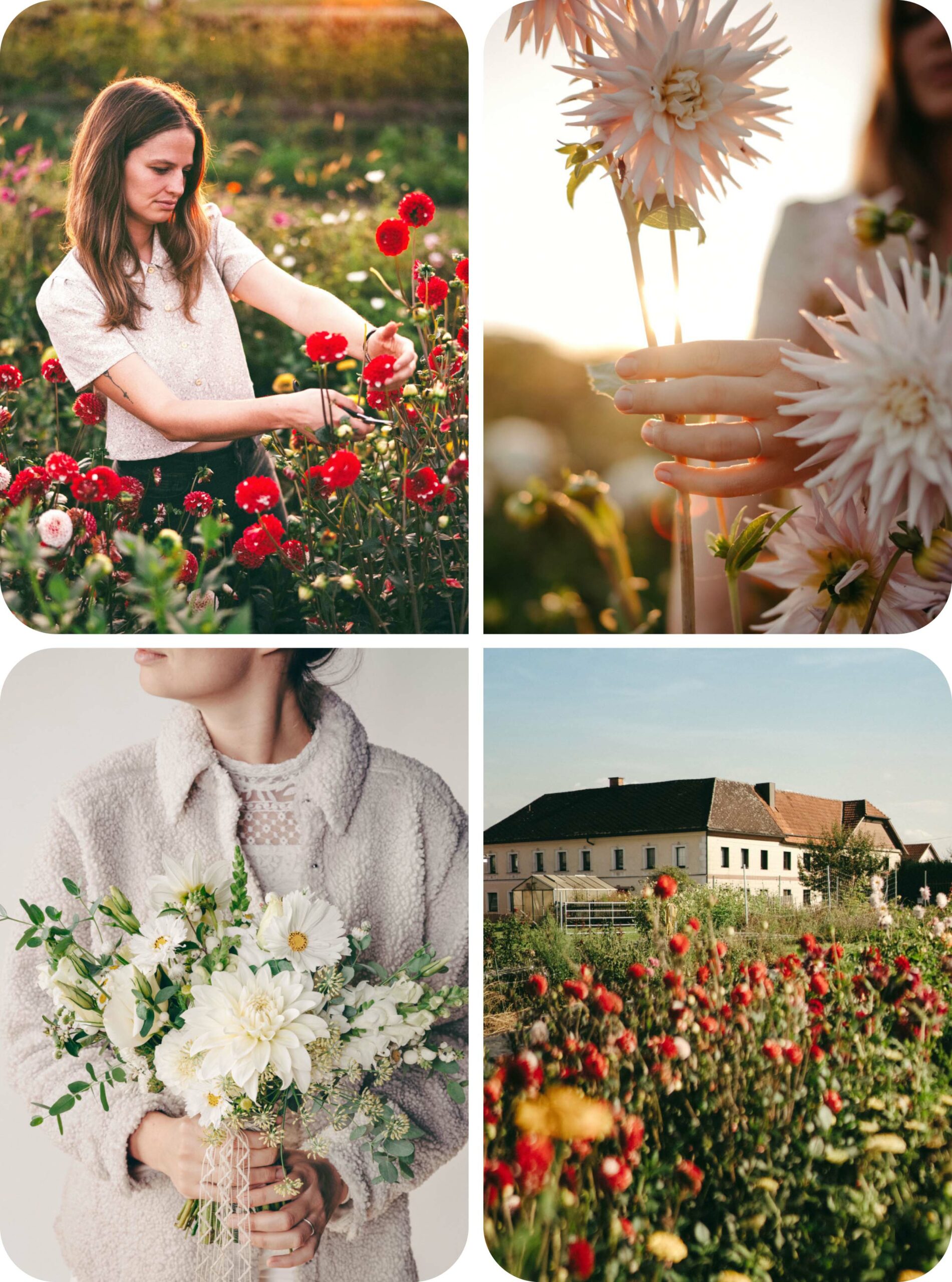 julie-images